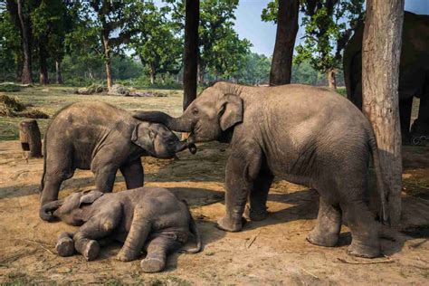  La Révolte des Éléphants contre les Rites Funéraires du Roi: Un Événement Inhabituel dans l'Histoire de la Siam Ancienne